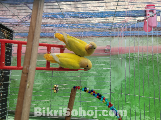 Lutino opaline love bird